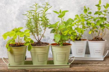 Tencerelerde taze bahçe otları. Nane, çilek, biberiye ve keklik otu. Baharat ve baharat tohumları. Tencerede çeşitli taze otlar. Ev aroması ve aşçılık bitkileri.