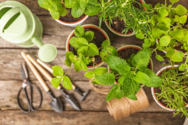 Tencerelerde taze bahçe otları. Biberiye, nane, keklik otu ve dokulu arka planda saksıda çilek. Baharat ve baharat tohumları. Tencerede çeşitli taze otlar. Ev aroması ve aşçılık bitkileri.