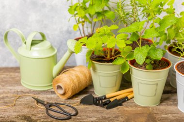 Tencerelerde taze bahçe otları. Nane, çilek, biberiye ve keklik otu. Baharat ve baharat tohumları. Tencerede çeşitli taze otlar. Ev aroması ve aşçılık bitkileri.