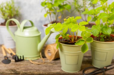 Tencerelerde taze bahçe otları. Mutfağın arka planında bulanık bir tencerede çilek. Baharat ve baharat tohumları. Tencerede çeşitli taze otlar. Ev aroması ve aşçılık bitkileri.