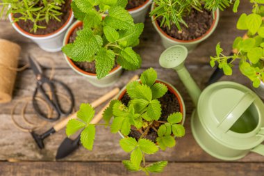 Tencerelerde taze bahçe otları. Biberiye, nane, keklik otu ve dokulu arka planda saksıda çilek. Baharat ve baharat tohumları. Tencerede çeşitli taze otlar. Ev aroması ve aşçılık bitkileri.