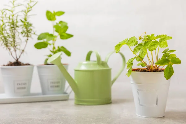 stock image Fresh garden herbs in pots. Strawberries in a pot on the background of a blurred kitchen interior. Seedling of spicy spices and herbs. Assorted fresh herbs in a pot. Home aromatic and culinary herbs.