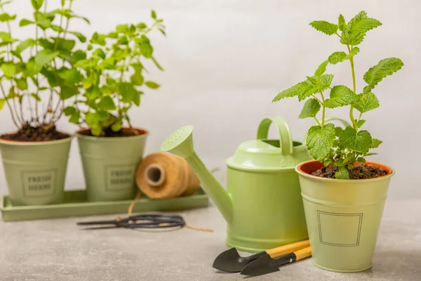 stock image Fresh garden herbs in pots. Mint, strawberry, rosemary and oregano in pots. Seedling of spicy spices and herbs. Assorted fresh herbs in a pot. Home aromatic and culinary herbs.