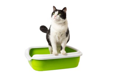 Kedi kumluğu ve beyaz arka planda izole edilmiş siyah beyaz kedi. Kaka yapan ve tuvalete işeyen sevimli bir kedi. Kedi tuvalette oturuyor ve yan bakıyor. Evcil hayvan kavramı. Tasarım
