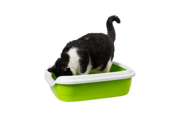 stock image Cat litter box and black and white cat isolated on white background. Cute cat pooping and pissing in the toilet. Cat sitting in a toilet and looking sideways. The concept of pets. Design