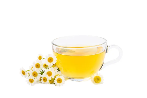 stock image Chamomile herbal tea with flower buds and chamomile bouquet isolated on white background. Useful herbal, soothing drinks and natural healer concept. Immunity tea.Close up. Copy space.