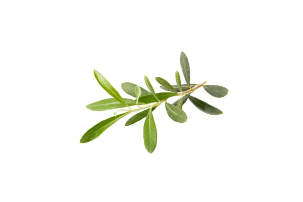 Olive Tree Branch Isolated White Background — Stock Photo, Image