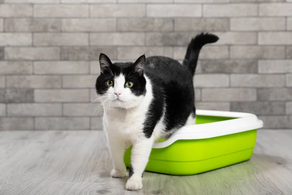 The cat is sitting in a litter box on the floor in a room with gray brick walls. Toilet for pets. Animal care. Cat tray. The cat is in the toilet. Place for text.Copy space.
