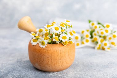 Havanda papatya çiçekleri ahşap bir masada. Şifalı bitkiler. Alternatif tıp. İyileşiyor. Homeopati. Doğal bitkisel kozmetik konsepti. Doğal çay. Uzayı kopyala Düz yatıyordu
