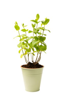 Tencerede otlar. Beyaz arka planda izole edilmiş bir tencerede nane tohumu. Tencerede taze kokulu baharatlı bitkiler. Tarif.