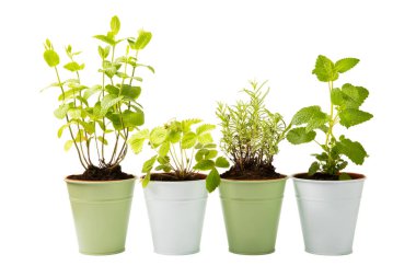 Tencerede otlar. Taze biberiye, keklik otu, çilek ve nane, beyaz arka planda izole edilmiş bir tencerede. Tencerede taze kokulu baharatlı bitkiler. Tarif.