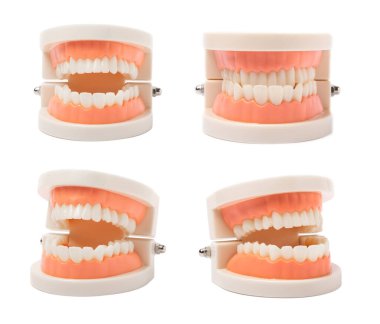 Beyaz arka planda izole edilmiş çene dişi modeli. Diş bakımı kavramı. Yaratıcı asgari düzen. sağlıklı dişler. Diş hekimliği. Dişçi konsepti.