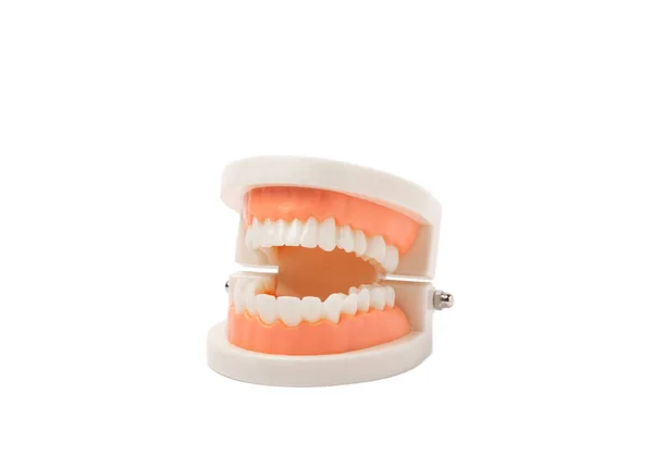 Modelo Dientes Maxilares Aislados Sobre Fondo Blanco Concepto Cuidado Dental — Foto de Stock