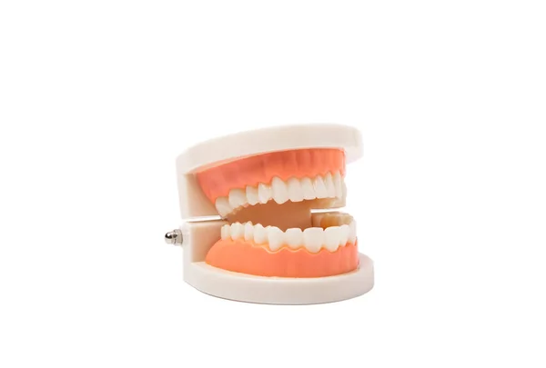 Model Zębów Szczęki Odizolowany Białym Tle Koncepcja Opieki Dentystycznej Kreatywny — Zdjęcie stockowe