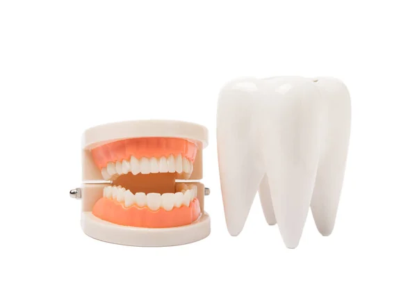牙齿和下颚模型在白色背景上孤立 牙科护理的概念 创意最小的布局 健康的牙齿 牙科学 牙科医生的概念 — 图库照片