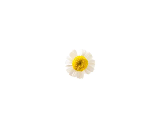 一束白色的洋甘菊在白色的背景上被隔离 田里的洋甘菊春天或夏天开花 一束芬芳的花 植物学 假日概念 — 图库照片
