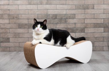 Bir kedi için tırmalama tahtası. Sevimli, komik siyah beyaz kedi pençelerini keskinleştiriyor. Hayvan bakımı. Ev hayvanı. Odadaki gri bir duvarın arkasındaki koltukta oturan bir kedi. Mesaj için yer. Boşluğu kopyala.
