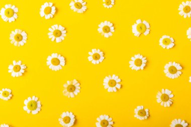 Güzel bahar papatya çiçekleri. Yabani çiçekler. Sarı arka planda bahar ve yaz çiçekleri yatıyordu. Bahçe işleri ve bitkiler. Buket. Metin için yer, kopyalama alanı.