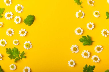 Güzel bahar papatya çiçekleri. Yabani çiçekler. Sarı arka planda bahar ve yaz çiçekleri yatıyordu. Bahçe işleri ve bitkiler. Buket. Metin için yer, kopyalama alanı.