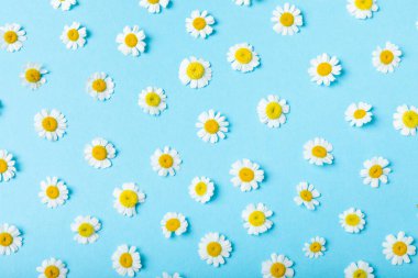 Güzel bahar papatya çiçekleri. Yabani çiçekler. Mavi arka planda bahar ve yaz çiçekleri yatıyordu. Bahçe işleri ve bitkiler. Buket. Metin için yer, kopyalama alanı.