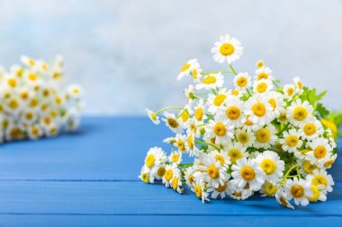 Güzel bahar papatya çiçekleri. Yabani çiçekler. Mavi arka planda bahar ve yaz çiçekleri yatıyordu. Bahçe işleri ve bitkiler. Buket. Metin için yer, kopyalama alanı.