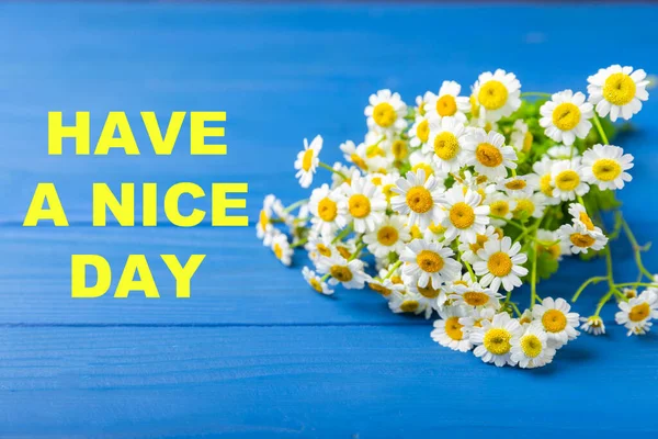 Krásné Jarní Heřmánkové Květiny Divoké Květiny Modrém Pozadí Ležely Ploché — Stock fotografie