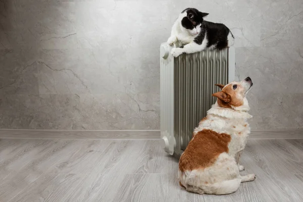 Cat and dog lies on a heating radiator against the background of a gray wall. Pets is warming itself on the radiator. The concept of a home heater in the cold autumn-winter season.