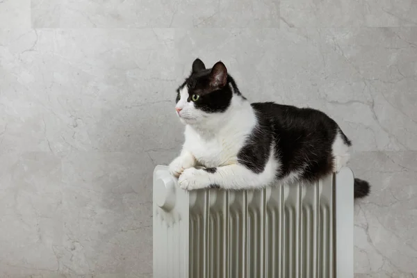 The cat lies on a heating radiator against the background of a gray wall. The cat is warming itself on the radiator. The concept of a home heater in the cold autumn-winter season.