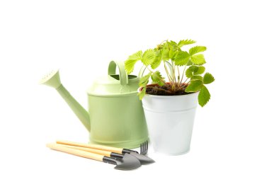 Saksıda bahçe otları ve beyaz arka planda izole edilmiş çiçekler için sulama kabı. Çilek fidanı. Baharatlı baharatlar. Çeşitli taze otlar. Ev yapımı aromatik ve aşçılık bitkileri..