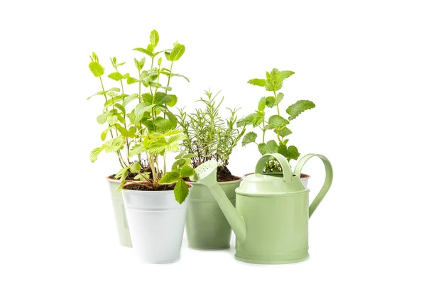 Ervas Jardim Vasos Regador Para Flores Isoladas Fundo Branco Rosemary — Fotografia de Stock