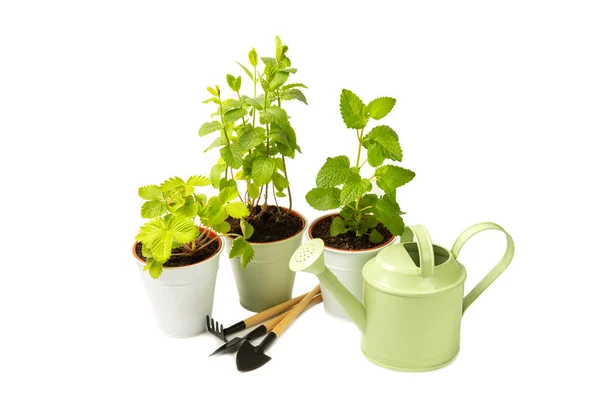Fresh Garden Herbs Pots Isolated White Background Spices Herbs Seedlings — Stock Photo, Image