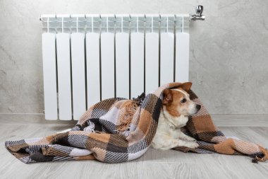 Battaniyeye sarılı bir corgi köpeği kendini sıcak bir radyatörün yanında ısıtır. Kış mevsiminde artan gaz ve elektrik masrafları, köpek odada donması, ısıtma kaloriferinin yanında battaniye altında ısınma.