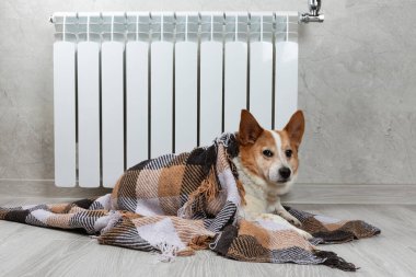 Battaniyeye sarılı bir corgi köpeği kendini sıcak bir radyatörün yanında ısıtır. Kış mevsiminde artan gaz ve elektrik masrafları, köpek odada donması, ısıtma kaloriferinin yanında battaniye altında ısınma.