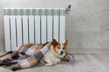 Battaniyeye sarılı bir corgi köpeği kendini sıcak bir radyatörün yanında ısıtır. Kış mevsiminde artan gaz ve elektrik masrafları, köpek odada donması, ısıtma kaloriferinin yanında battaniye altında ısınma.