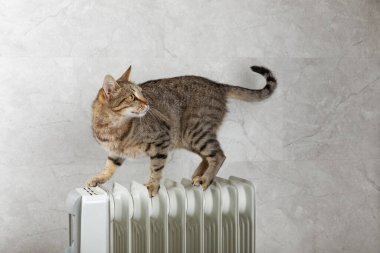 Kedi gri bir duvarın arka planında ısıtma radyatörünün üzerinde yatıyor. Kedi radyatörde kendini ısıtıyor. Soğuk sonbahar-kış mevsiminde ısıtıcı konsepti.