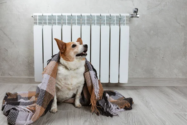 A corgi dog wrapped in a blanket warms itself near a warm radiator. rising costs of gas and electricity in winter season, dog freezing in room, warming under blanket near heating radiator Heating.