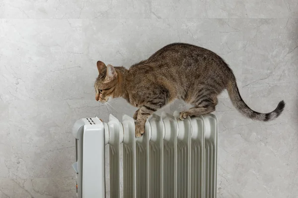 Gatto Giace Radiatore Riscaldamento Sullo Sfondo Una Parete Grigia Gatto — Foto Stock