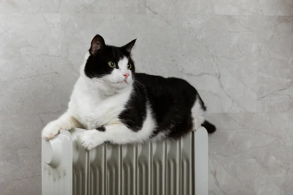 Cat Lies Heating Radiator Background Gray Wall Cat Warming Itself — Stock Photo, Image