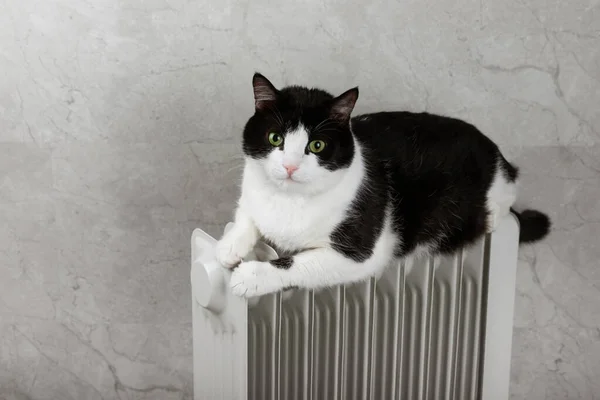 The cat lies on a heating radiator against the background of a gray wall. The cat is warming itself on the radiator. The concept of a home heater in the cold autumn-winter season.
