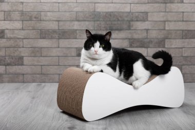 Şirin, komik siyah beyaz kedi bir oyuncakla oynuyor. Bir kedi için tırmalama tahtası. Hayvanlarla ilgilenmek. Evcil hayvan. Kedi kanepede, arkadaki gri duvarın arkasında. Mesaj için yer. Boşluğu kopyala.