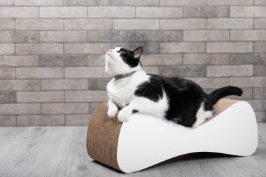 Şirin, komik siyah beyaz kedi bir oyuncakla oynuyor. Bir kedi için tırmalama tahtası. Hayvanlarla ilgilenmek. Evcil hayvan. Kedi kanepede, arkadaki gri duvarın arkasında. Mesaj için yer. Boşluğu kopyala.