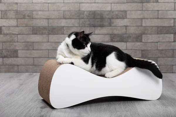 Cute, funny black and white cat plays with a toy. Scratching post for a cat. Caring for animals. A pet. Cat on the sofa against the background of a gray wall in the room. Place for text. copy space.