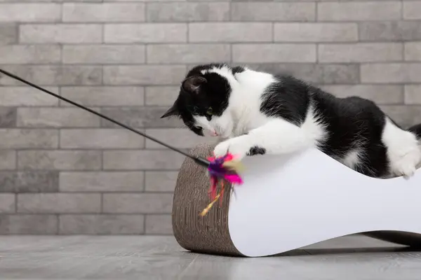 Cute, funny black and white cat plays with a toy. Scratching post for a cat. Caring for animals. A pet. Cat on the sofa against the background of a gray wall in the room. Place for text. copy space.