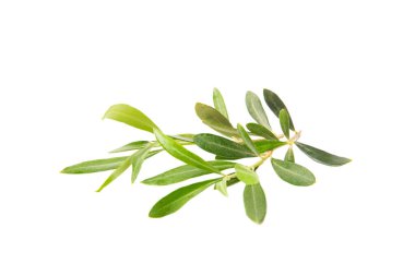Beyaz arkaplanda izole edilmiş zeytin dalı.
