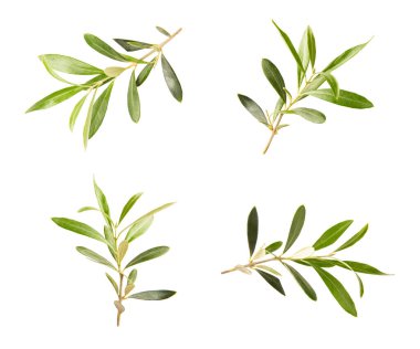 Beyaz arkaplanda izole edilmiş zeytin dalı.