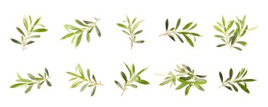 Beyaz arkaplanda izole edilmiş zeytin dalı.