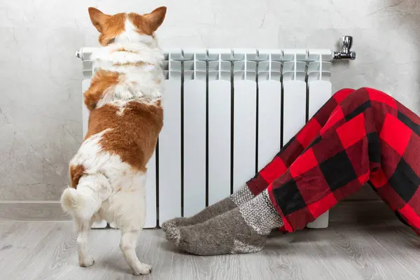 A corgi dog wrapped in a blanket warms itself near a warm radiator. rising costs of gas and electricity in winter season, dog freezing in room, warming under blanket near heating radiator Heating.