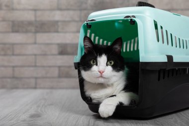 Gri duvarlı arka planda, taşıyıcıdaki kedi. Kedi taşıyıcısı. Taşınma ya da seyahat. Plastik taşıyıcı. Hayvan bakımı konsepti. Mesaj için yer. Boşluğu kopyala.