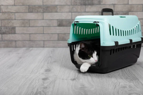 Cat in a carrier on a gray wall background. Cat carrier. Relocation or travel.plastic travel carrier. Animal care concept. Place for text. Copy space.