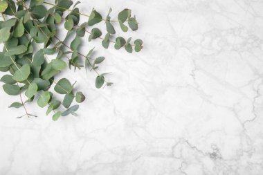 Okaliptüs yaprakları. Aromaterapi. Beyaz mermer arka planda taze okaliptüs yakın plan. Güzel kokulu gerekli yağ. Yukarıdan bak. Uzayı kopyala Doğal kozmetik ürünleri ve cilt bakımı konsepti.